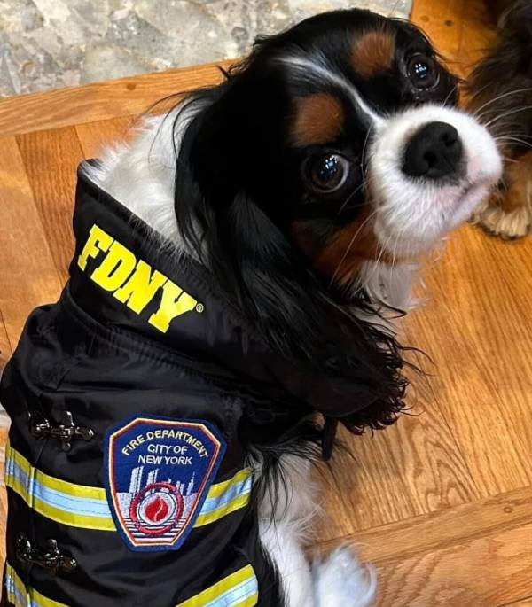 Puppie Virtual Visits