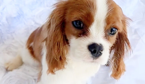 The Importance of Feeding Your New Puppy High-Quality Nutrition