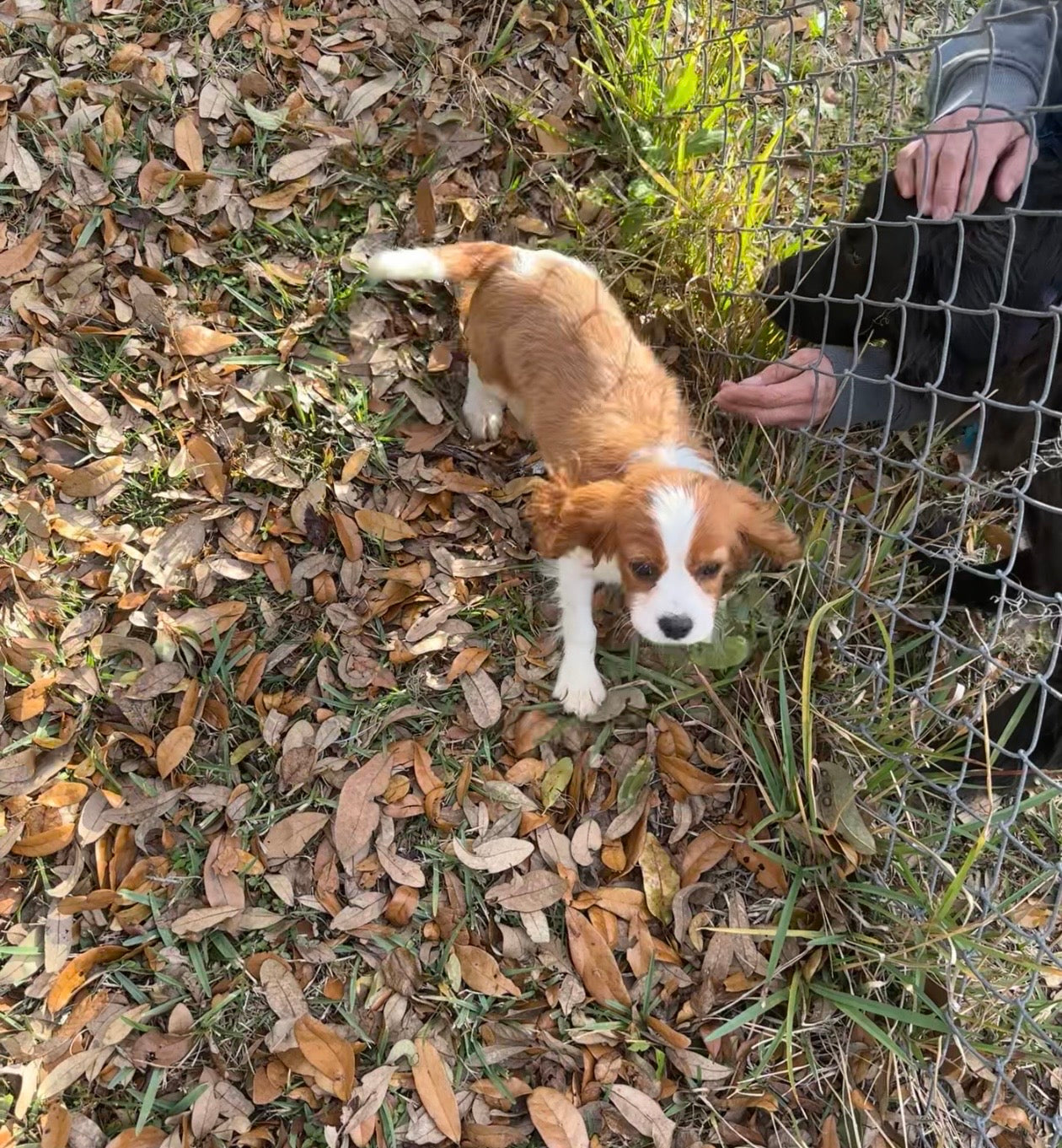 Wild Bill Hickok “Billy”
