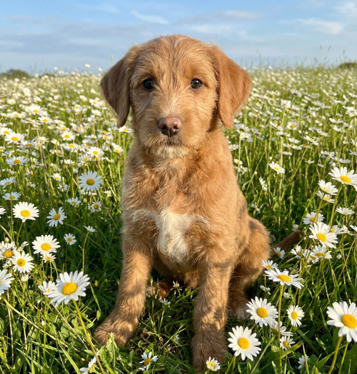 Rat Terrier-miniature Poodle “Ratdoodle”