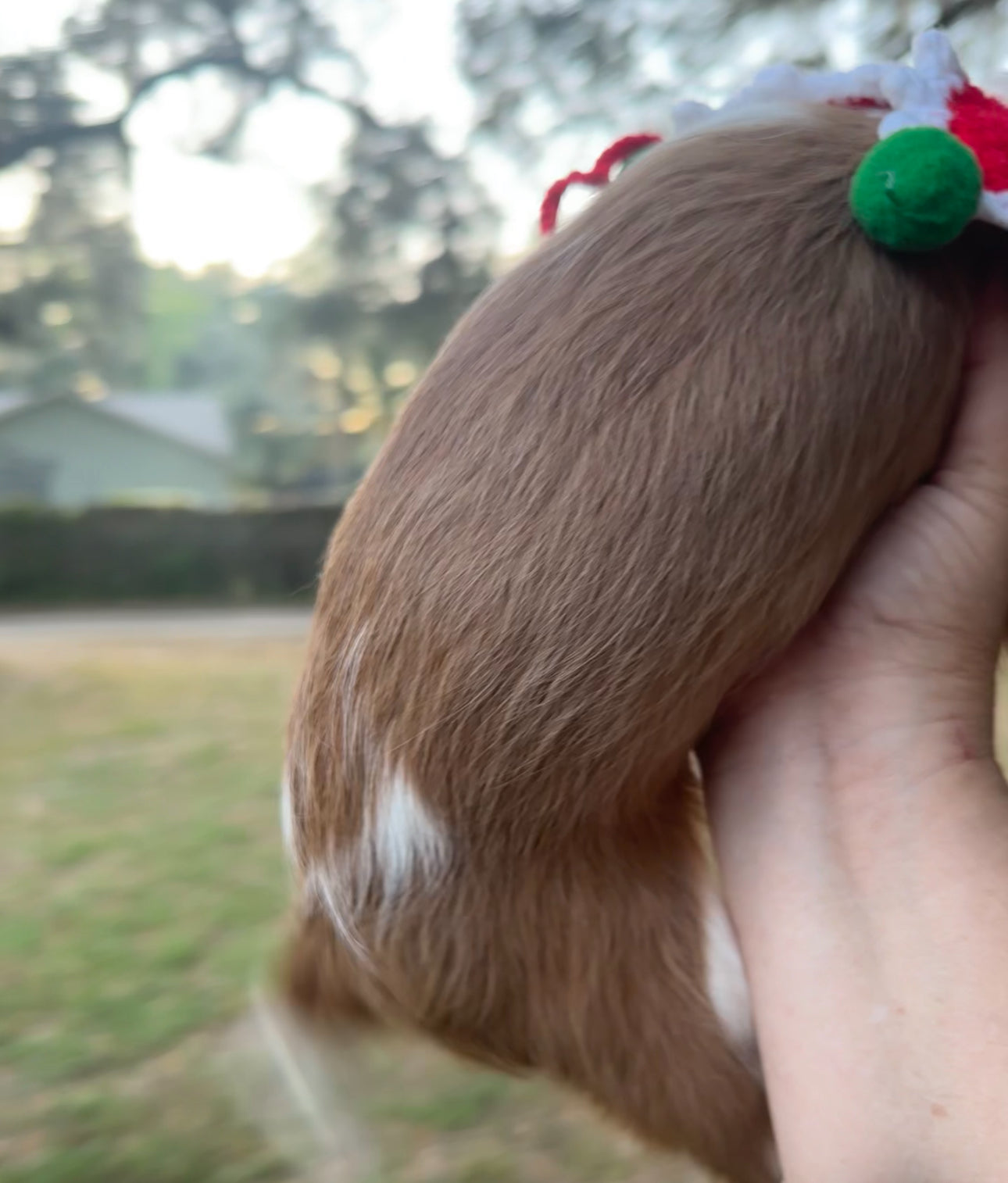 Marilee AKC (female)