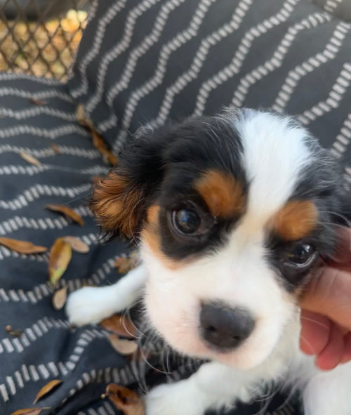 Toby 8.4lbs 11/25/25