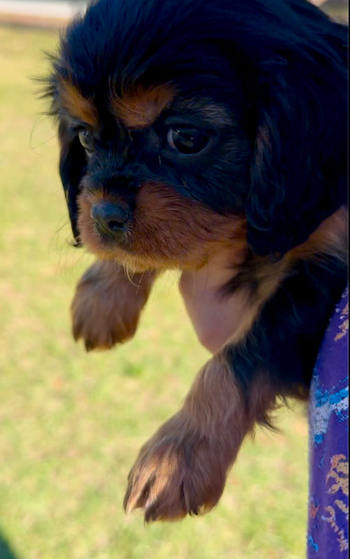 Elizabeth Taylor 12/21/25