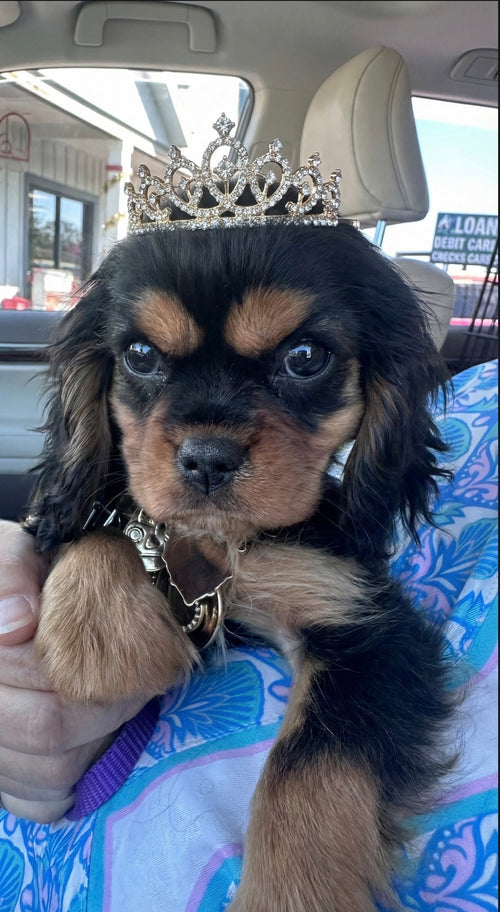 Elizabeth Taylor 12/21/25