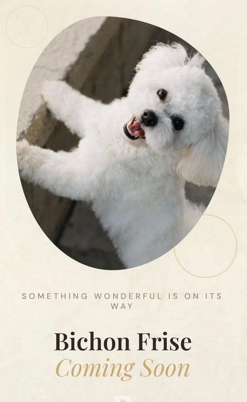 Bichon Frise
