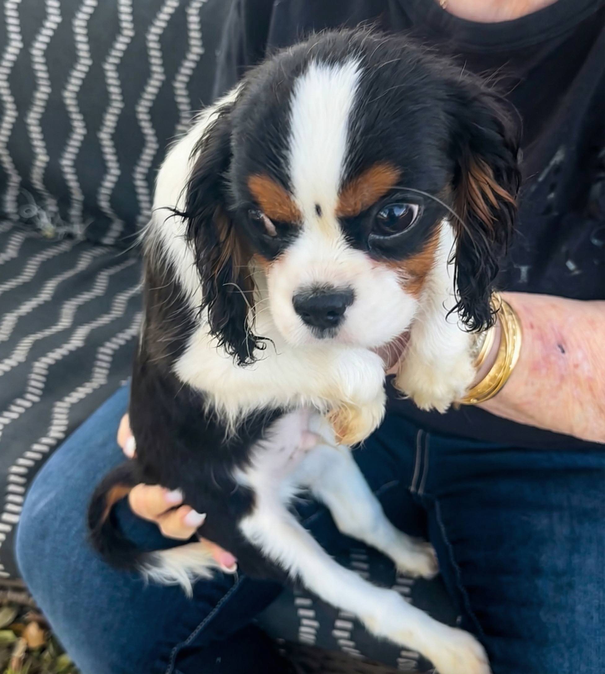 Elvis 7 lb purebred Cavalier King Charles Spaniel