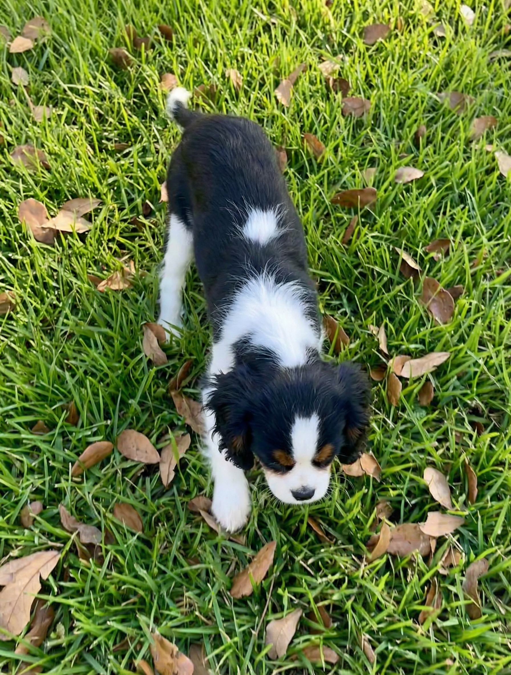 Elvis 7 lb purebred Cavalier King Charles Spaniel