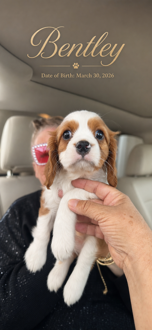 Bentley