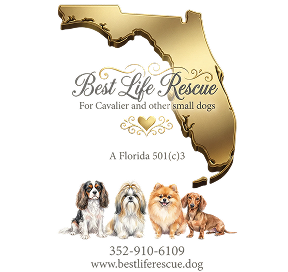Cavalier Attitude Puppies Mount Dora FL