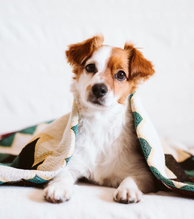 Simple & Stress-Free Adoption