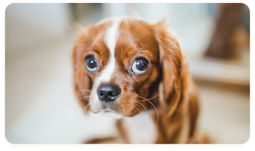 Close-up of a Cavalier King Charles Spaniel puppy with expressive eyes, showcasing the adorable puppies from For King and Country Puppies.