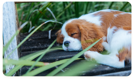 Sleeping Cavalier King Charles Spaniel puppy resting peacefully on a wooden bench surrounded by greenery.