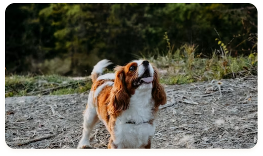 Cavalier King Charles Spaniel puppy enjoying the outdoors, highlighting the playful and active nature of puppies from For King and Country Puppies.