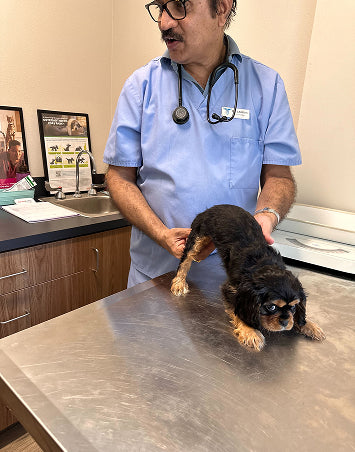 vet checks image