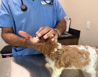 vet checks image